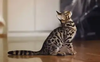 Самые злые породы кошек