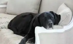 Лабрадор в квартире: плюсы и минусы, правила содержания. Стоит ли заводить лабрадора в квартире.