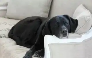 Лабрадор в квартире: плюсы и минусы, правила содержания. Стоит ли заводить лабрадора в квартире.