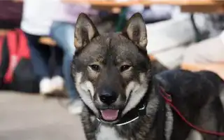 Сикоку сикоку порода собак. Сикоку порода собак.