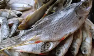 Как и сколько в домашних условиях хранить вяленую рыбу, чтобы она не пересохла. Как хранить сушеную рыбу в домашних условиях.