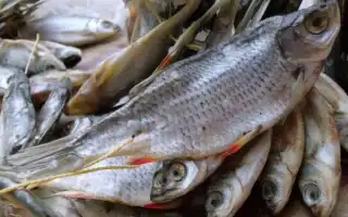 Как и сколько в домашних условиях хранить вяленую рыбу, чтобы она не пересохла. Как хранить сушеную рыбу в домашних условиях.