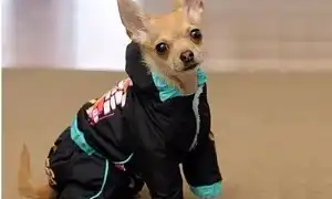 Одежда для чихуа-хуа: как подобрать идеальный гардероб
