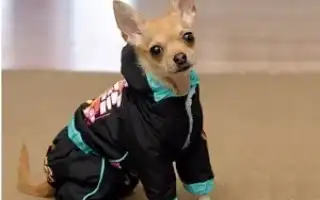 Одежда для чихуа-хуа: как подобрать идеальный гардероб