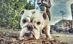 Французский бульдог