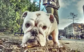 Французский бульдог