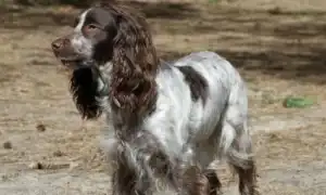 Сколько лет живут русские спаниели и от чего это зависит. Сколько живут русские спаниели.