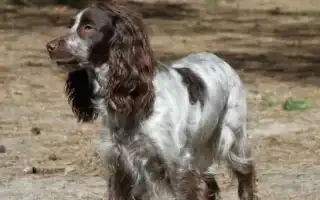 Сколько лет живут русские спаниели и от чего это зависит. Сколько живут русские спаниели.