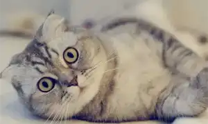 Шотландские кошки. Кошка шотландская фото.