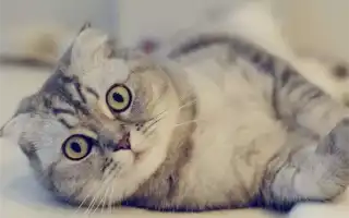 Шотландские кошки. Кошка шотландская фото.