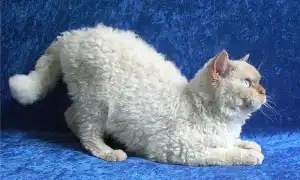 Кошки селкирк-рекс: что за необычная порода. Селкирк рекс кошка.
