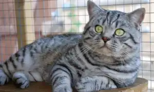 Британские кошки окраса табби: разновидности и содержание