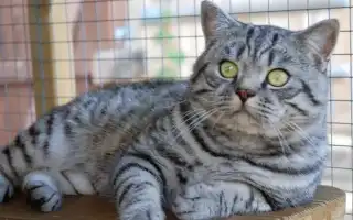 Британские кошки окраса табби: разновидности и содержание
