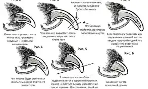 ТОП-5 когтерезок для крупных собак. Когтерезка для собак.