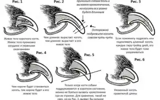 ТОП-5 когтерезок для крупных собак. Когтерезка для собак.