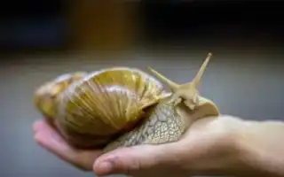 Обзор самых больших улиток в мире. Самая большая улитка в мире.