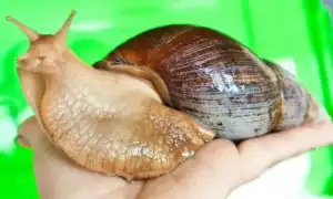 Ахатины: уход и содержание в домашних условиях. Улитки ахатины уход и содержание в домашних.