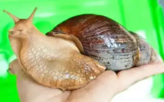 Ахатины: уход и содержание в домашних условиях. Улитки ахатины уход и содержание в домашних.