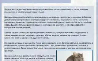 Инструкция по кормлению шиншилл в домашних условиях: создаем вкусный и полезный рацион. Чем кормить шиншиллу.