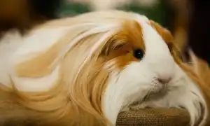 Морская свинка шелти