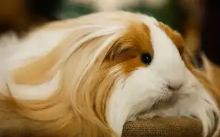 Морская свинка шелти