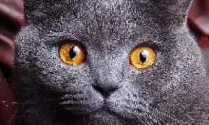 Британская короткошерстная кошка. Британская кошка характер.