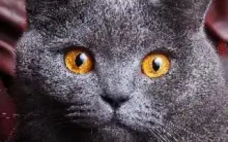 Британская короткошерстная кошка. Британская кошка характер.