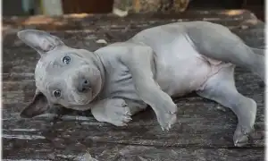 Тайский риджбек — все о породе. Тайский риджбек фото.