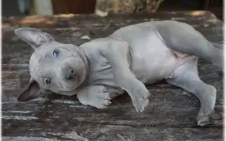 Тайский риджбек — все о породе. Тайский риджбек фото.