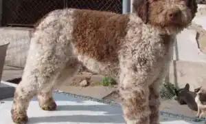 Лаготто-романьоло итальянская водяная собака. Итальянская водяная собака.