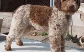 Лаготто-романьоло итальянская водяная собака. Итальянская водяная собака.