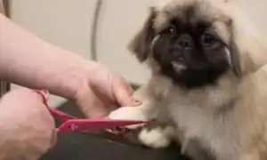 Стрижка пекинеса: виды и подробная инструкция. Как подстричь пекинеса.