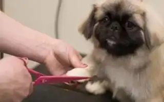 Стрижка пекинеса: виды и подробная инструкция. Как подстричь пекинеса.