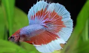 Сколько рыбка петушок может прожить без еды. Сколько живет рыбка петушок.