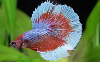 Сколько рыбка петушок может прожить без еды. Сколько живет рыбка петушок.