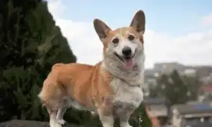 Метисы корги: описание и содержание. Смесь корги и хаски.