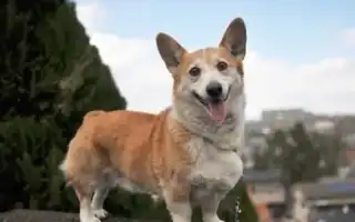 Метисы корги: описание и содержание. Смесь корги и хаски.