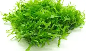Мох Печеночный – уютное изумрудное украшение аквариума