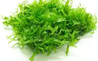 Мох Печеночный – уютное изумрудное украшение аквариума