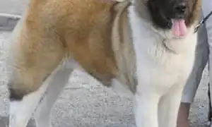 Самая большая собака в мире — ТОП-10. Тибетский мастиф сравнение.