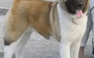 Самая большая собака в мире — ТОП-10. Тибетский мастиф сравнение.