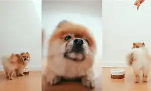 Чем кормить шпицев в домашних условиях