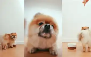 Чем кормить шпицев в домашних условиях