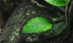 Черная борода в аквариуме: что это такое, почему появляется и как от нее избавиться. Черная борода в аквариуме.