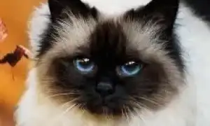 Бирманская кошка. Бирманская кошка фото.