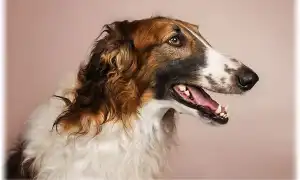 Русская псовая борзая. Русская псовая борзая.