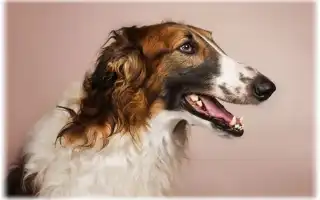 Русская псовая борзая. Русская псовая борзая.