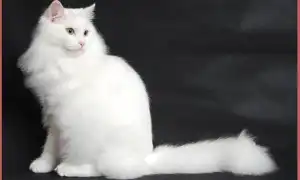 Белая сибирская кошка: внешний вид, характер и правила ухода. Сибирская кошка белая.