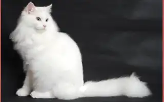 Белая сибирская кошка: внешний вид, характер и правила ухода. Сибирская кошка белая.