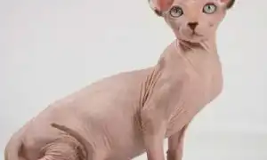 Донской сфинкс. Донской сфинкс фото.